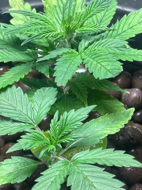 Ztrawberriez Auto. Week 5
