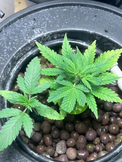 Ztrawberry Auto. Week 5