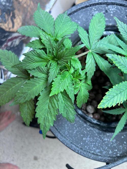 Ztrawberry Auto. Week 5