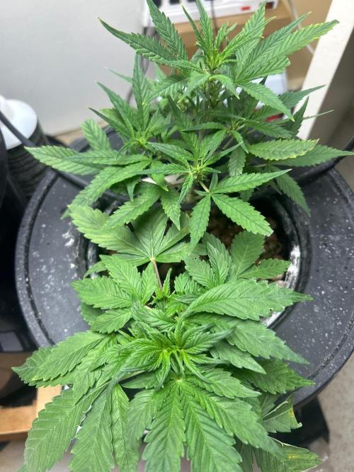 Ztrawberriez Auto. Week 5