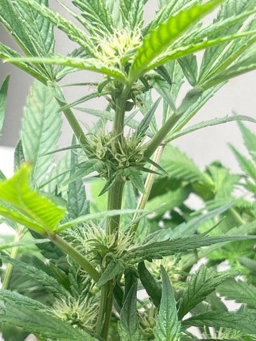Ztrawberry Auto. Week 6
