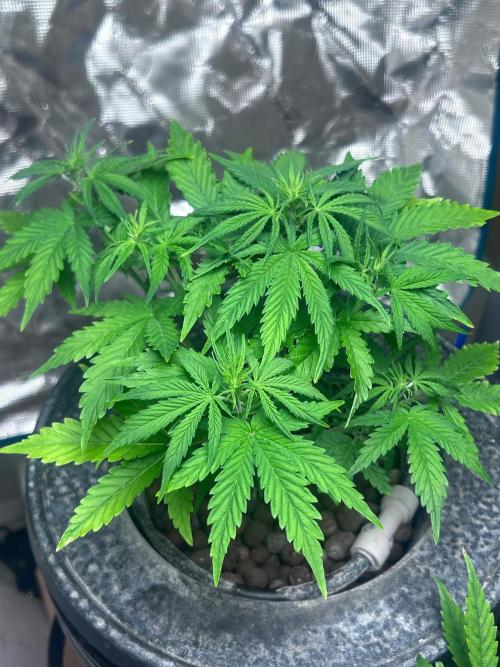 Gorilla Z auto. Week 5
