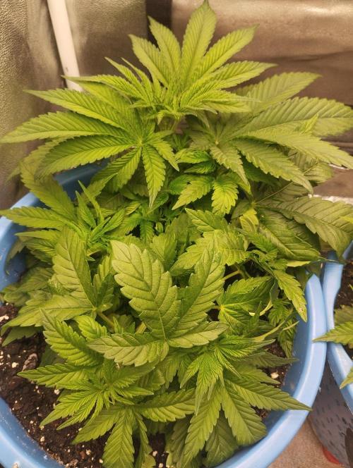 Моя UHTA. Week 3