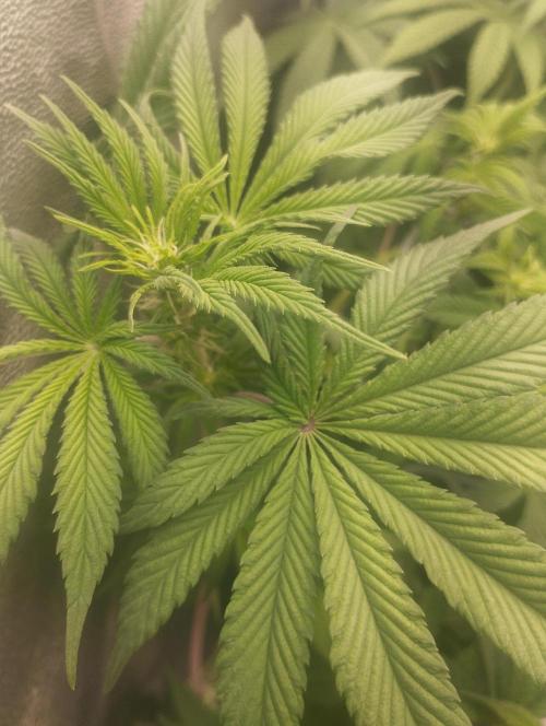 Моя UHTA. Week 6