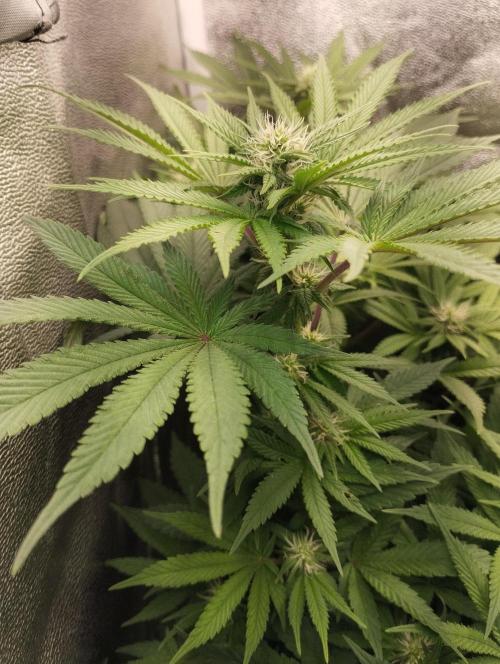 Моя UHTA. Week 7