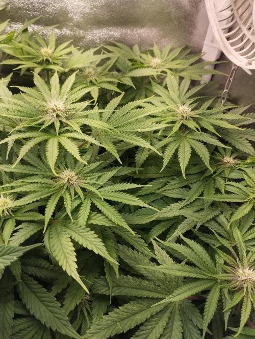Моя UHTA. Week 7