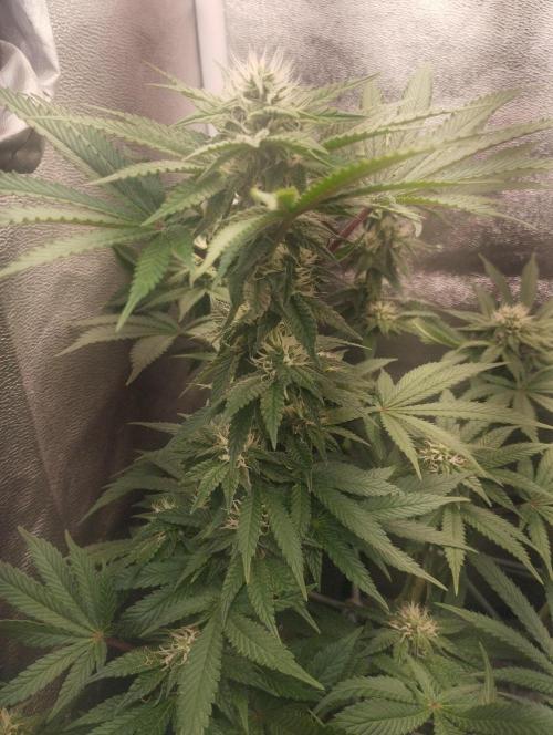 Моя UHTA. Week 8