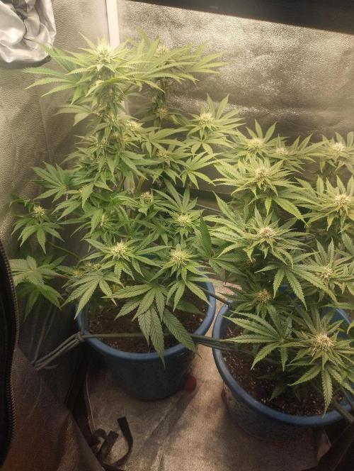 Моя UHTA. Week 8