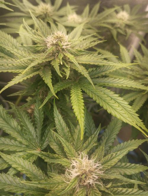 Моя UHTA. Week 8