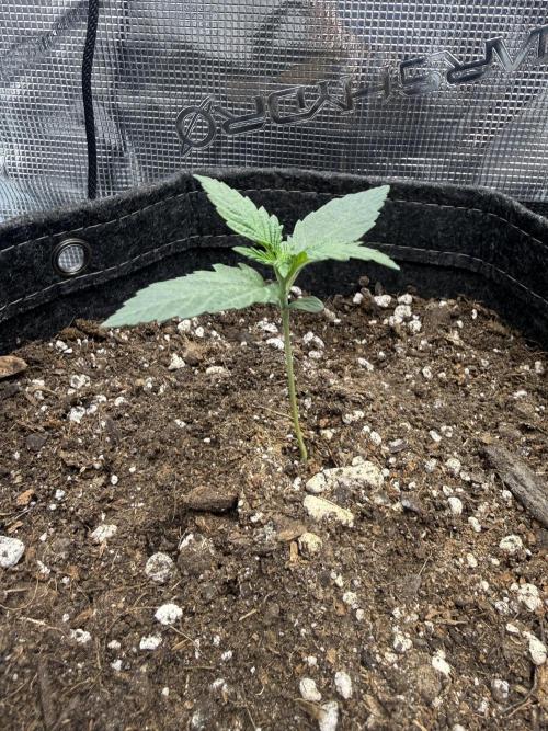 Humboldt tri grow. Week 1 - All three plants are about a week apart from each other. Here’s the p.og 1weekvg