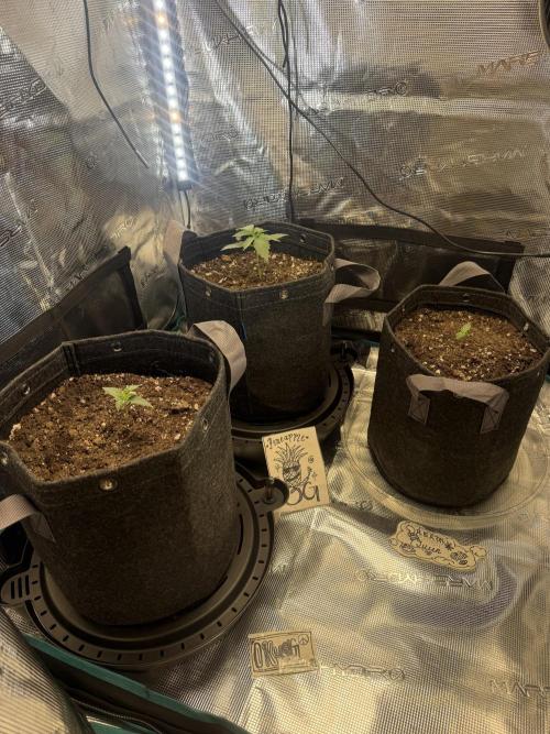 Humboldt tri grow. Week 2 - All three of the girls 
