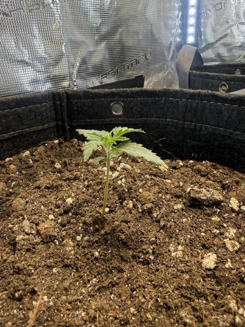 Humboldt tri grow. Week 2 - OG Kush
