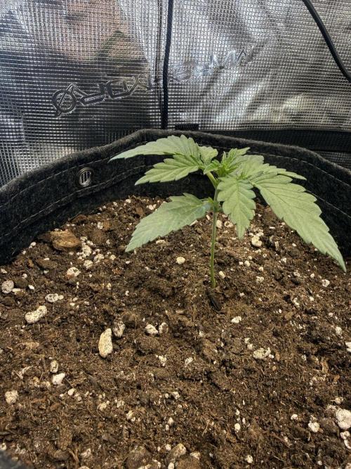 Humboldt tri grow. Week 2 - Pinapple OG