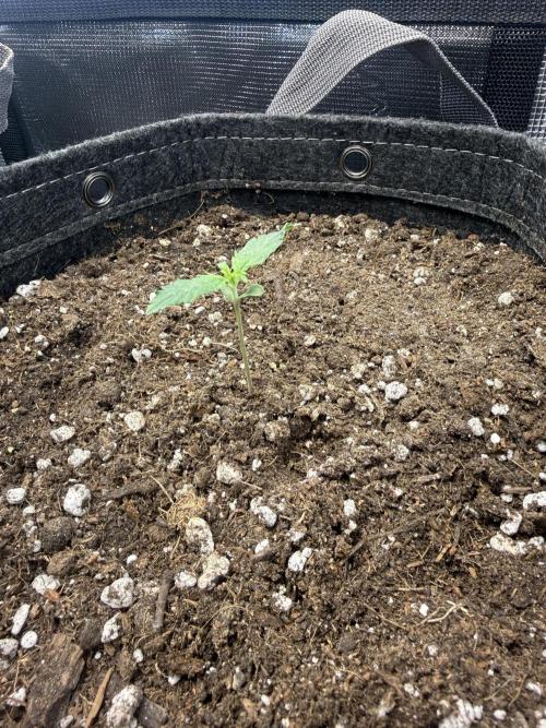Humboldt tri grow. Week 2 - Dream Queen