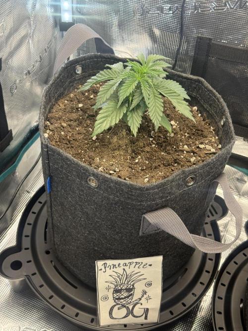 Humboldt tri grow. Week 3