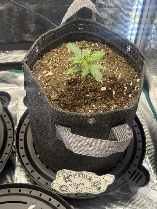 Humboldt tri grow. Week 3