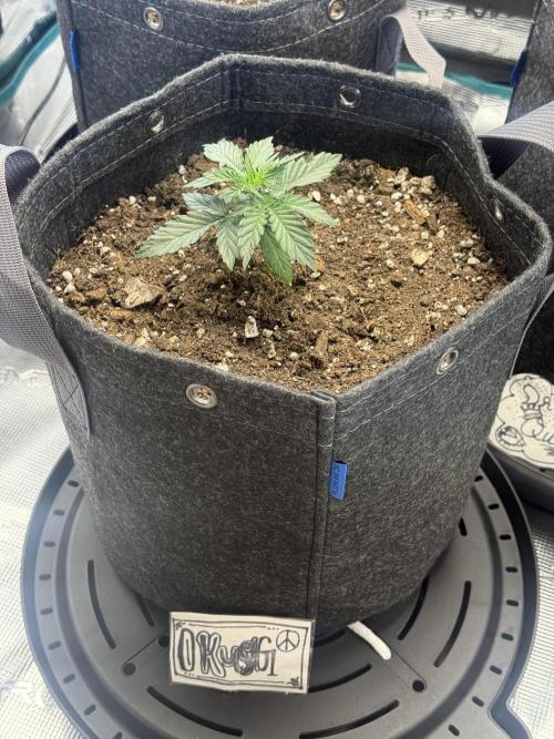 Humboldt tri grow. Week 3