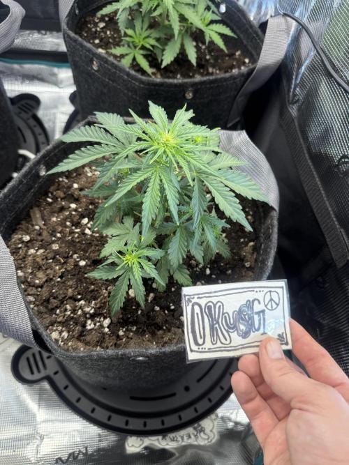 Humboldt tri grow. Week 4 - 2.5 tbs 4-4-4 1.5 tbs 2-8-4 1 cup humas 