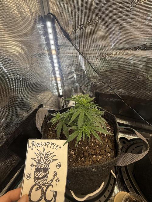 Humboldt tri grow. Week 4 - 3 tbs 4-4-4 1 tbs 2-8-4 1 cup humas