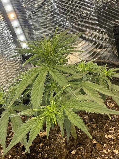 Humboldt tri grow. Week 4