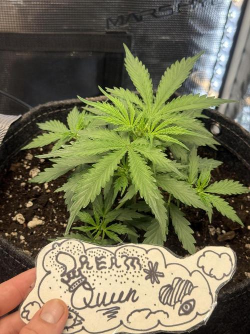 Humboldt tri grow. Week 4 - 3tbs 4-4-4 1 tbs 2-8-4 1 cup humas 