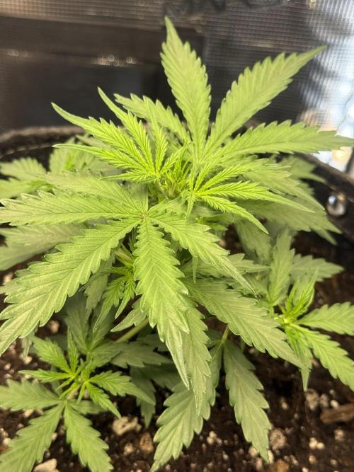 Humboldt tri grow. Week 4 - She has my favorite structure of the group so far 