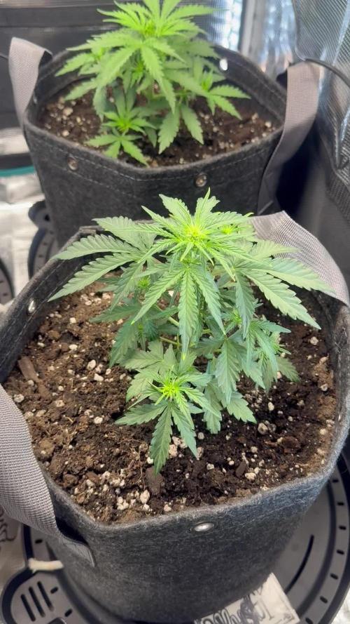 Humboldt tri grow