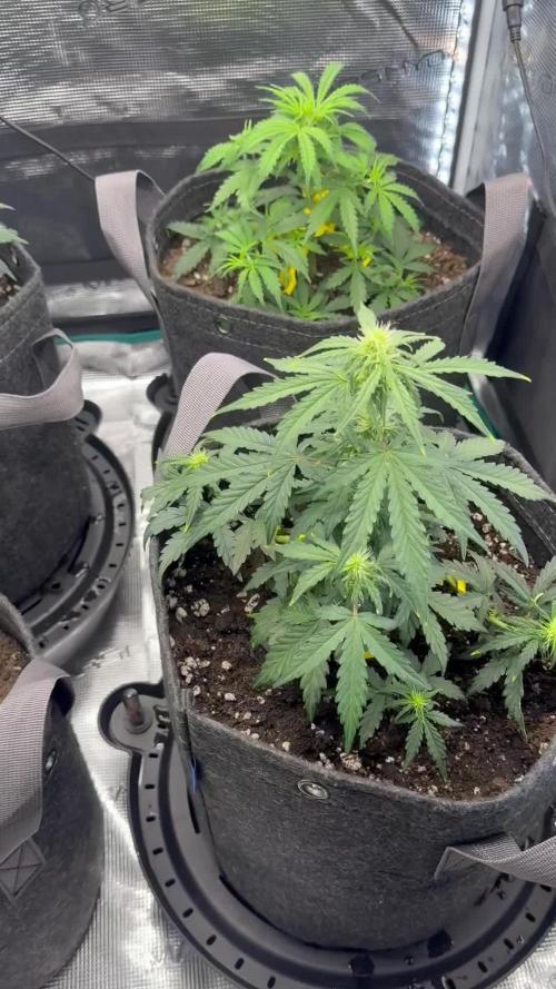 Humboldt tri grow