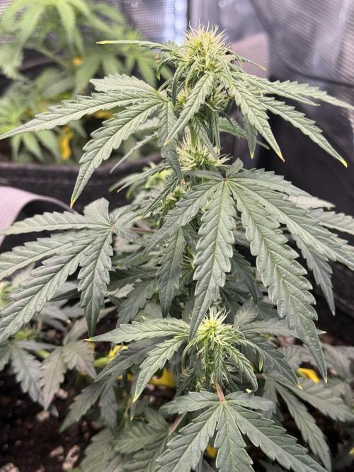 Humboldt tri grow. Week 5