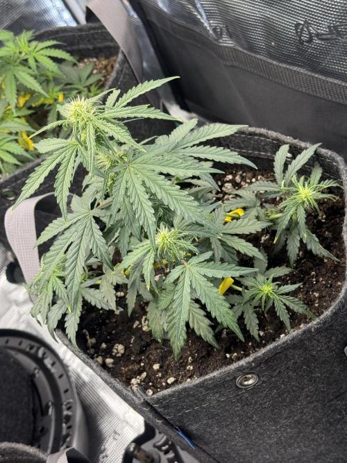 Humboldt tri grow. Week 5