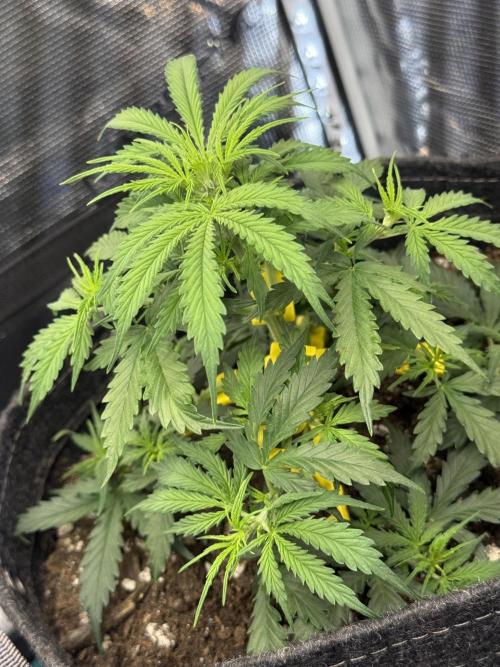 Humboldt tri grow. Week 5