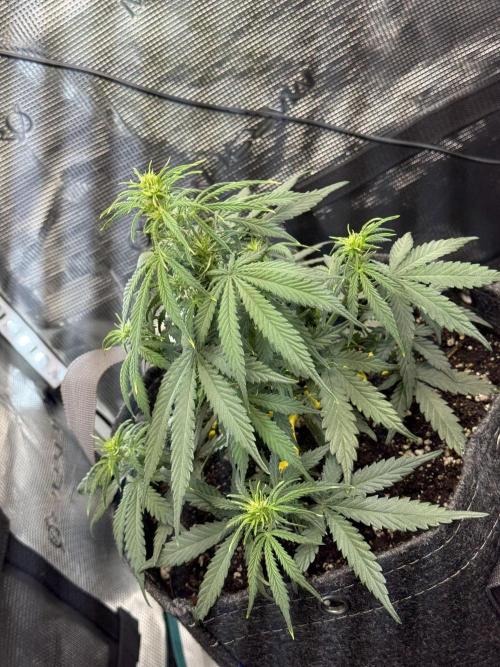 Humboldt tri grow. Week 5