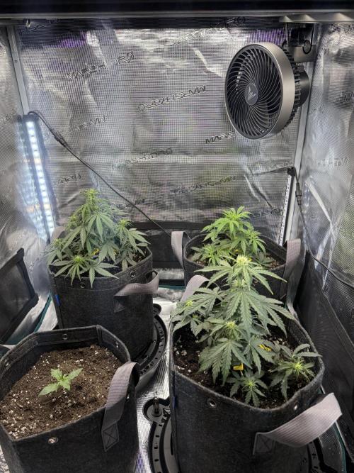 Humboldt tri grow. Week 5