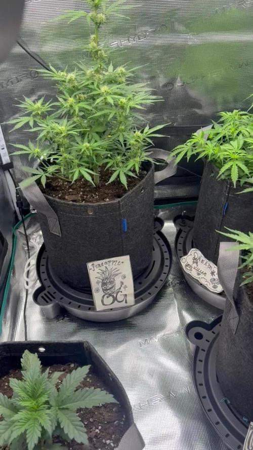 Humboldt tri grow