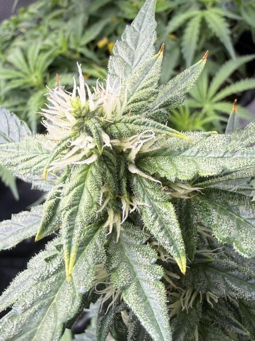 Humboldt tri grow. Week 6