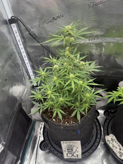 Humboldt tri grow. Week 6