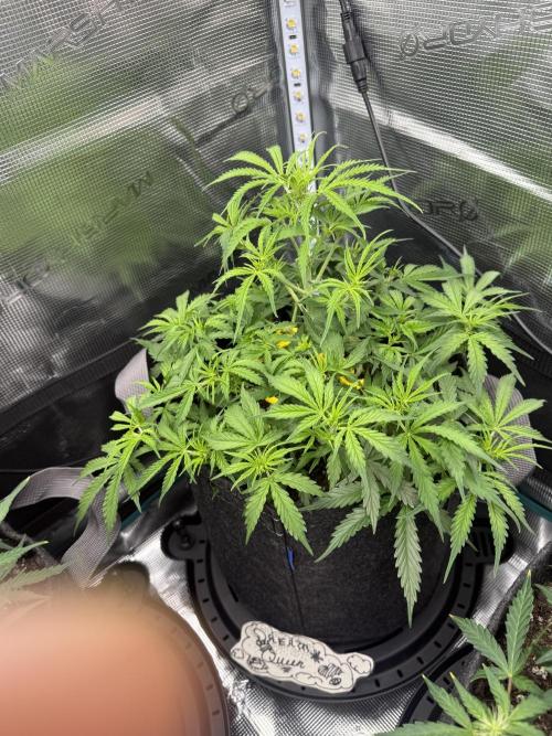 Humboldt tri grow. Week 6