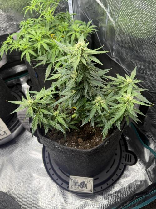 Humboldt tri grow. Week 6