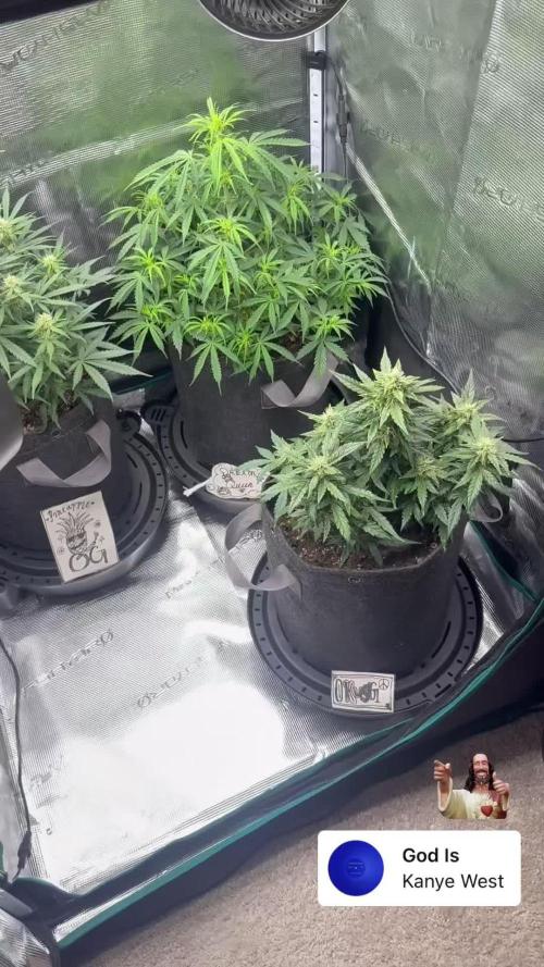 Humboldt tri grow