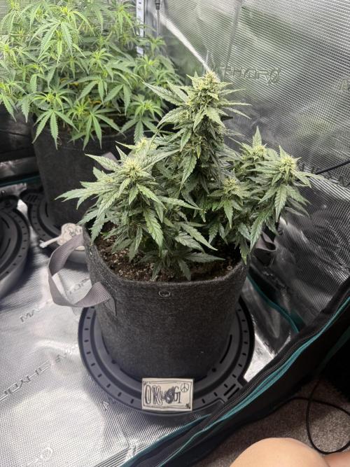Humboldt tri grow. Week 7
