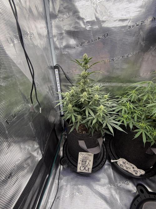Humboldt tri grow. Week 7
