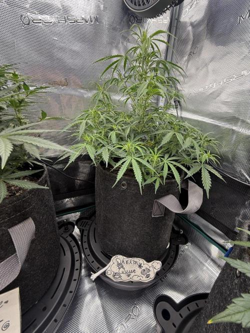 Humboldt tri grow. Week 7
