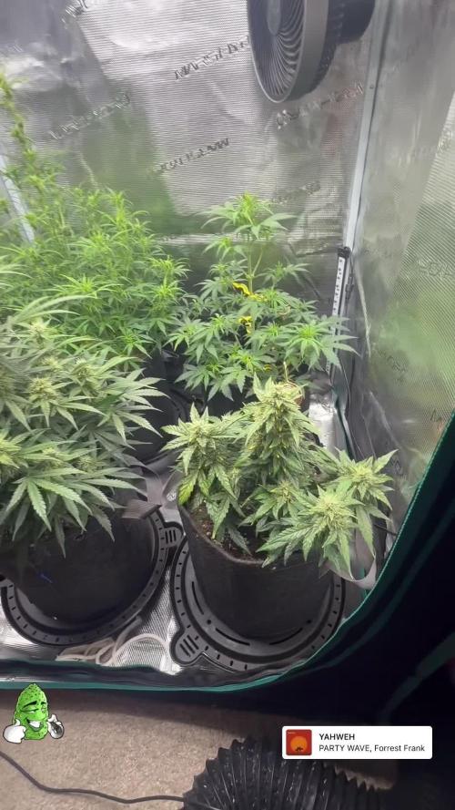 Humboldt tri grow