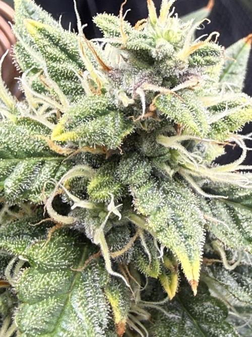 Humboldt tri grow. Week 8