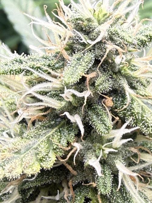 Humboldt tri grow. Week 8