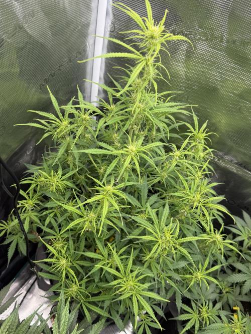 Humboldt tri grow. Week 8