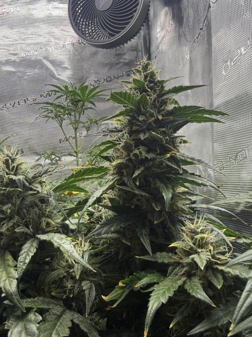 Humboldt tri grow. Week 8
