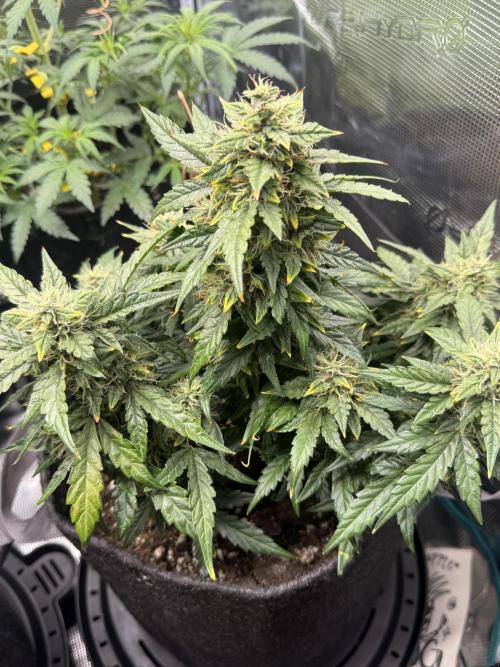 Humboldt tri grow. Week 8