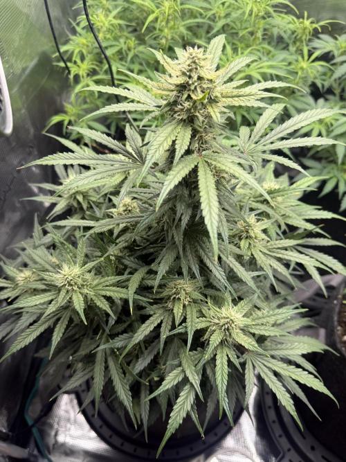 Humboldt tri grow. Week 8