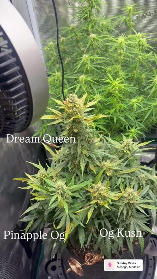 Humboldt tri grow